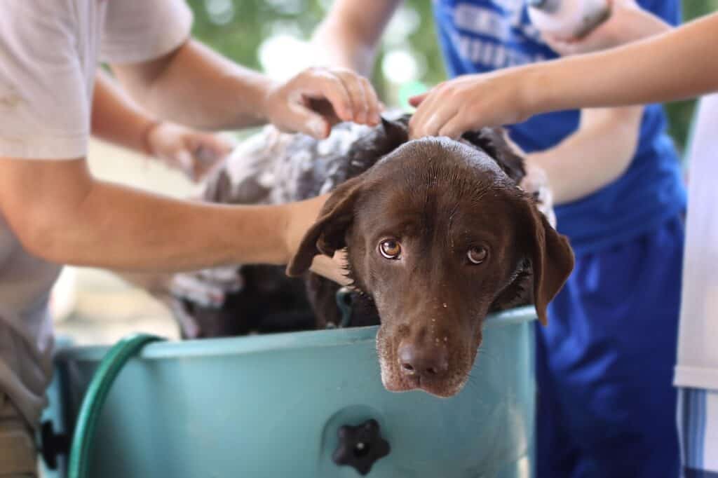 Hundefrisbee auf Waschtisch, Hund wird gewaschen, Pflege beim Tierarzt, Fellpflege, Hundepflege, Hundewelt360, Tierarztbesuch, Fellkontrolle, Hundeshampoo, tierliebe Betreuung.