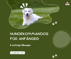 Mehr über den Artikel erfahren Hundekommandos für Anfänger: 5 wichtige Übungen