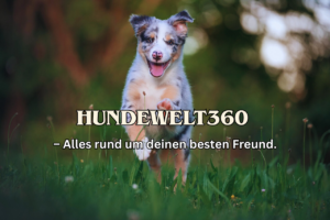 Hundeblog mit Hundewelt360