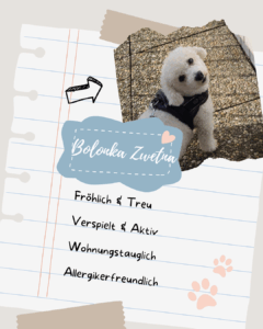 Bolonka Zwetna Steckbrief