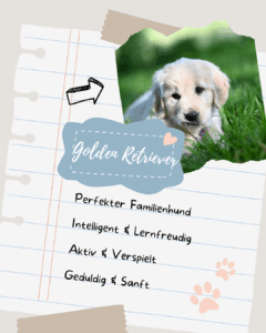 Golden Retriever Steckbrief