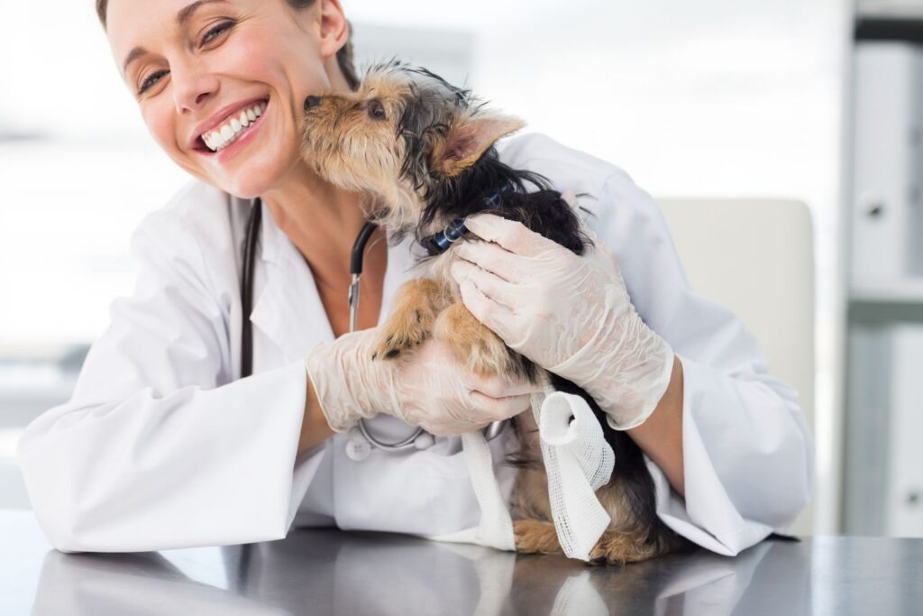 Hund beim Tierarzt