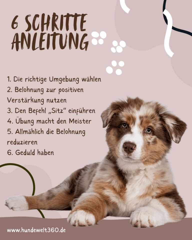 6 Schritte Anleitung um Hund Sitz beizubringen