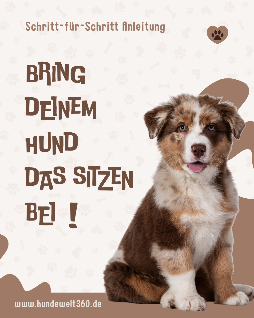 Mehr über den Artikel erfahren Hund das Sitzen beibringen – Schritt-für-Schritt Anleitung