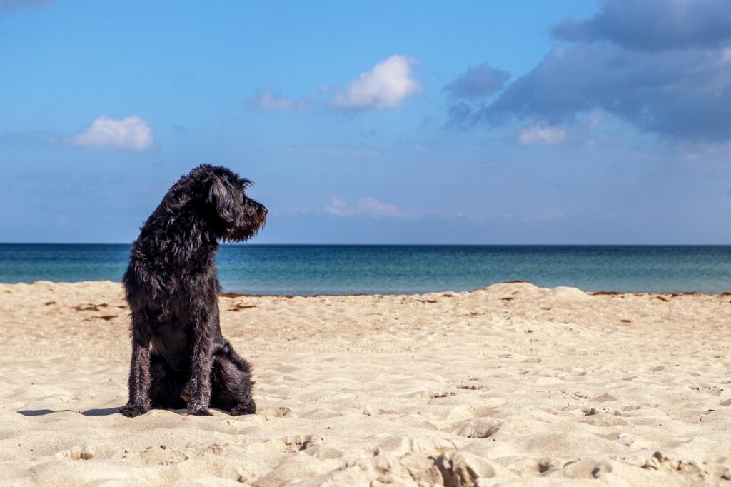 Hund sitzt am Meer im Urlaub