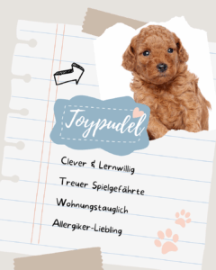 Toypudel Steckbrief