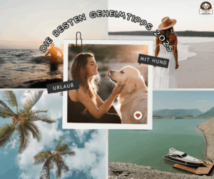 Mehr über den Artikel erfahren Urlaub mit Hund: Die besten Geheimtipps 2025