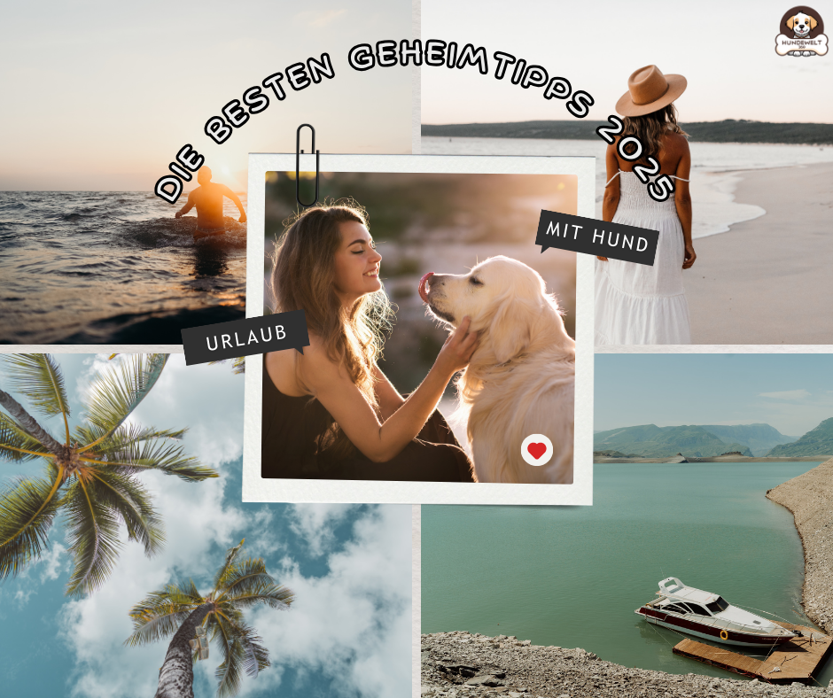 Du betrachtest gerade Urlaub mit Hund: Die besten Geheimtipps 2025