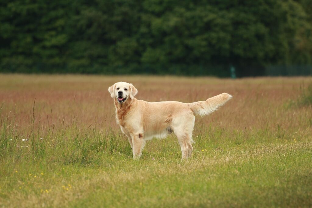 Golden Retriever auf der Wiese
