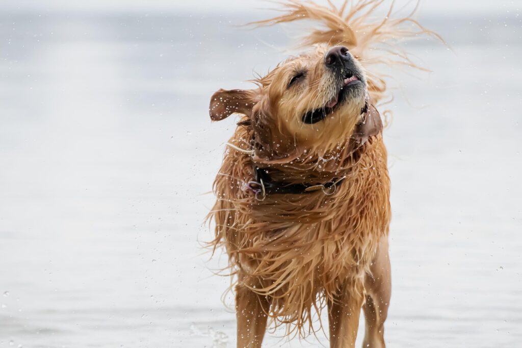 Golden Retriever schüttelt sein Fell