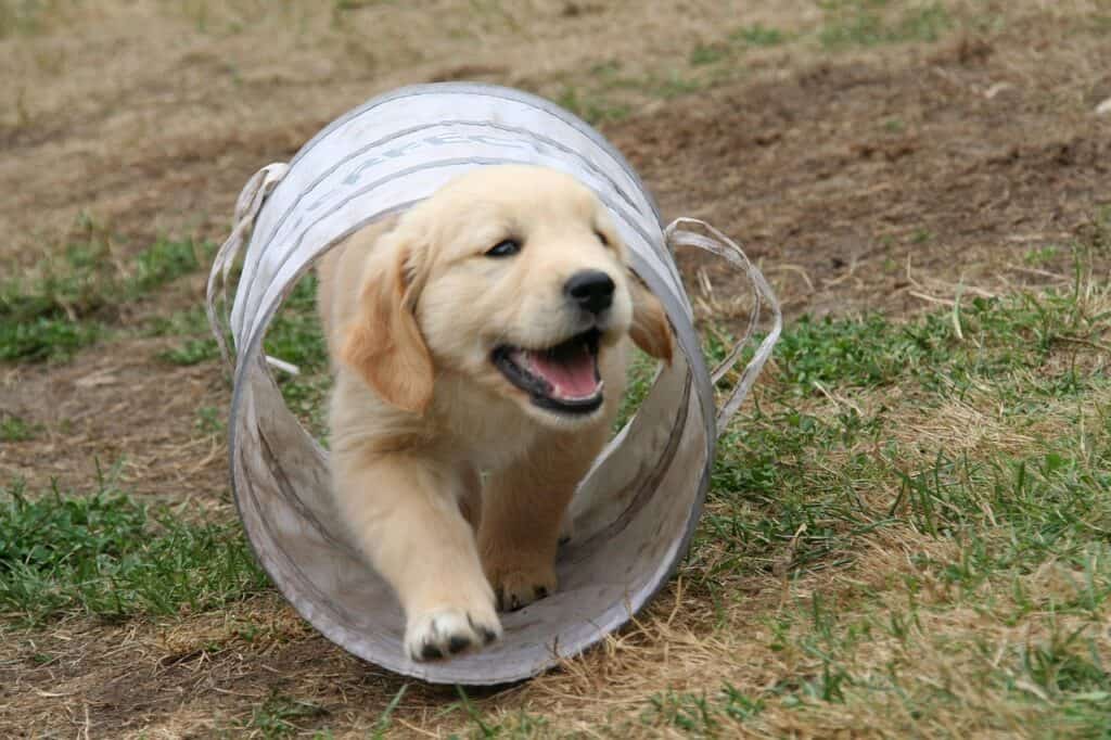 Fröhlicher Golden Retriever Welpe, der durch einen Hunde-Spieltunnel läuft, auf einer Wiese im Freien, ideal für Hundetraining und Spielzeit.