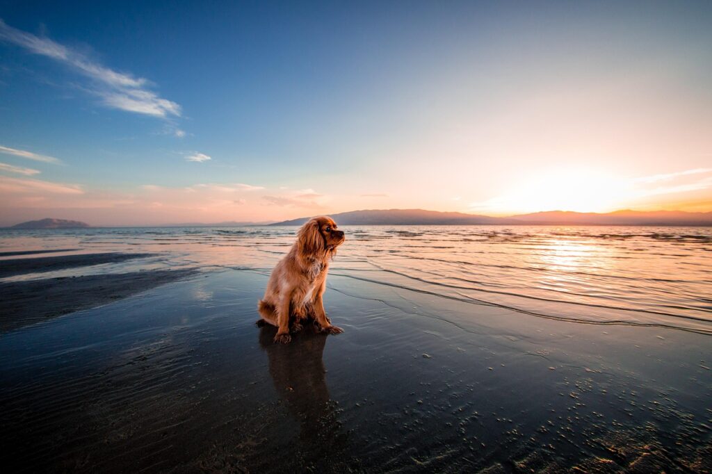 Hund sitzt am Meer