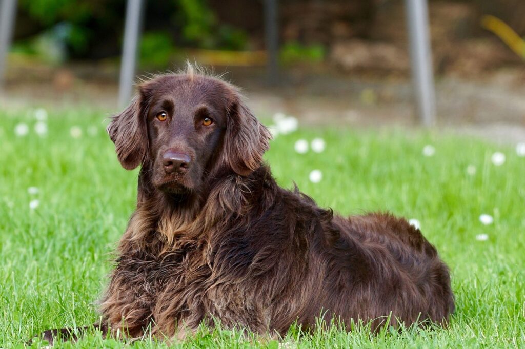 Hund liegt ruhig im Garten