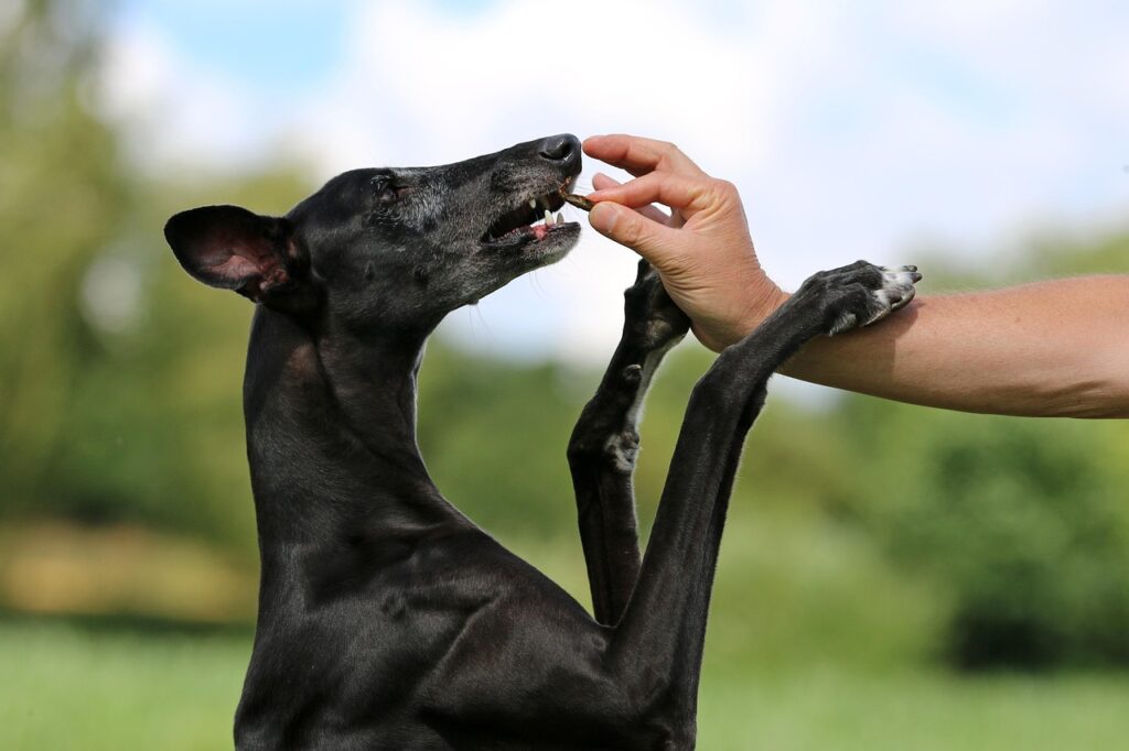 Hund bekommt Leckerli als Belohnung