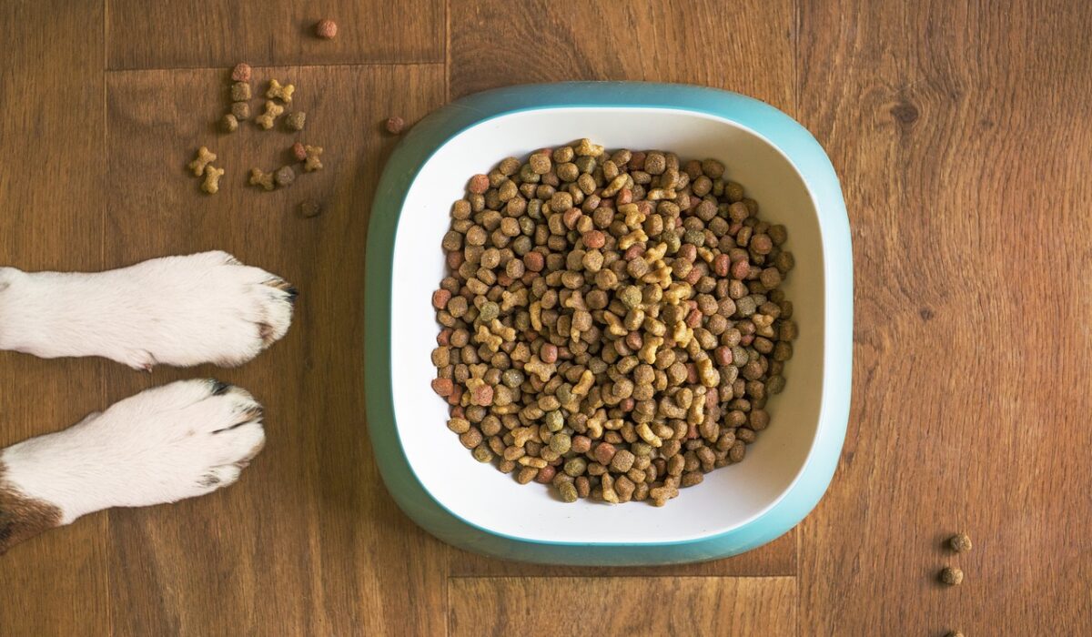 Hundefutter im Napf liegt vor Hund