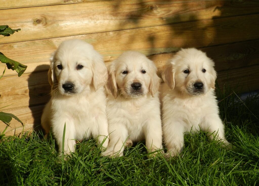 Golden Retriever Welpen