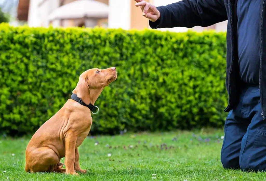 Welpe lernt den Befehl Sitz im Garten
