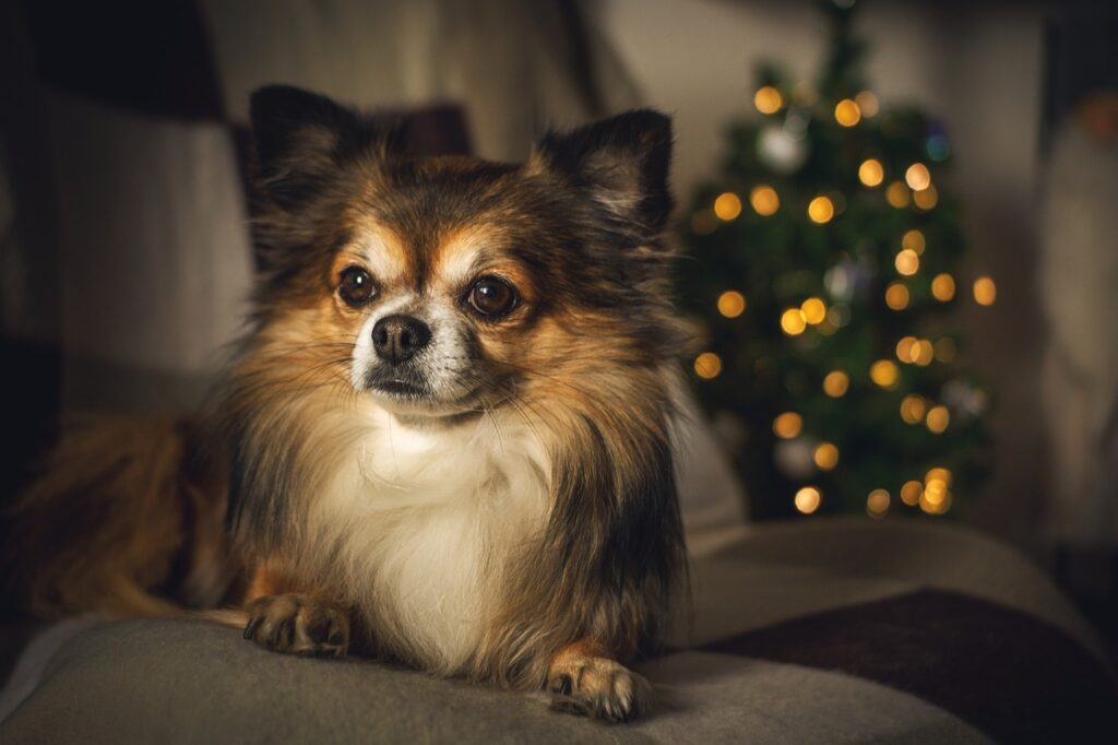 Chihuahua auf Sofa