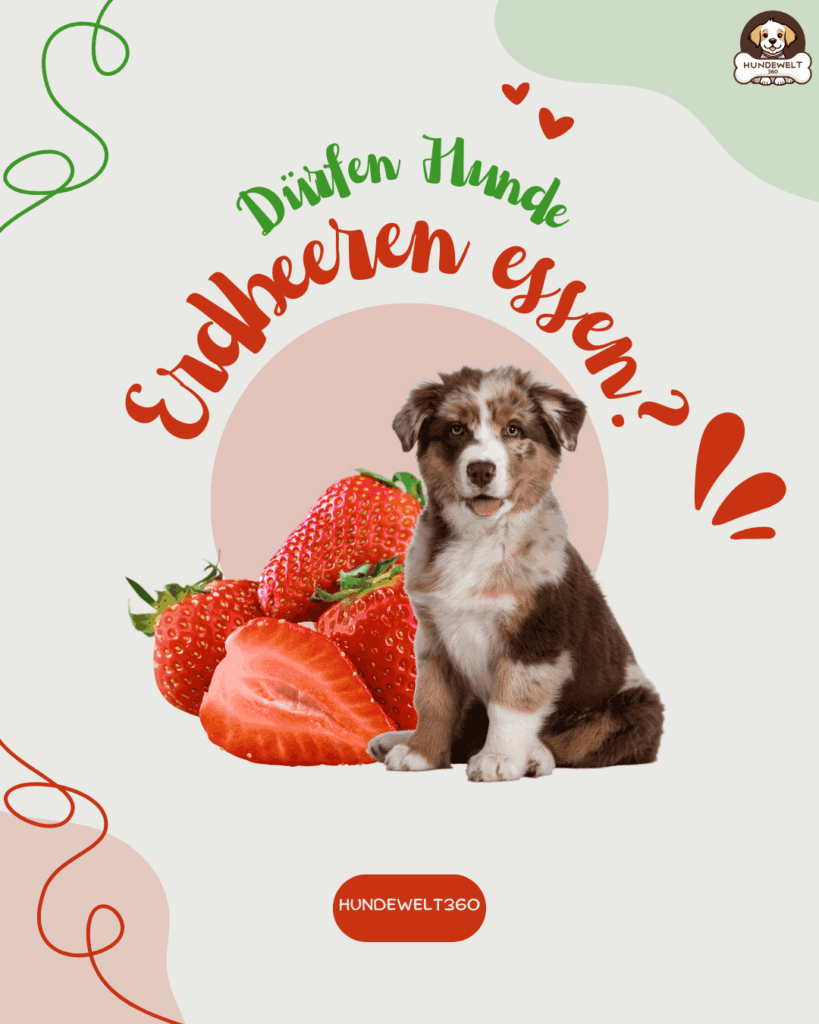 Dürfen Hunde Erdbeeren essen