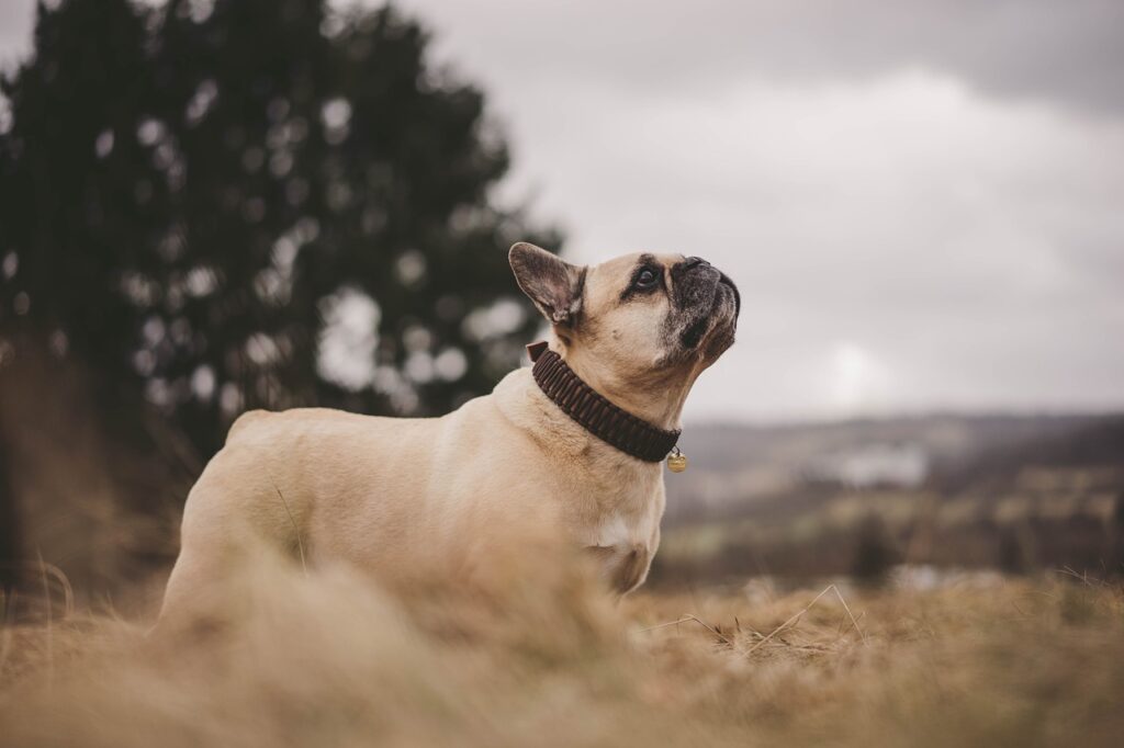 Französische Bulldogge auf Wiese