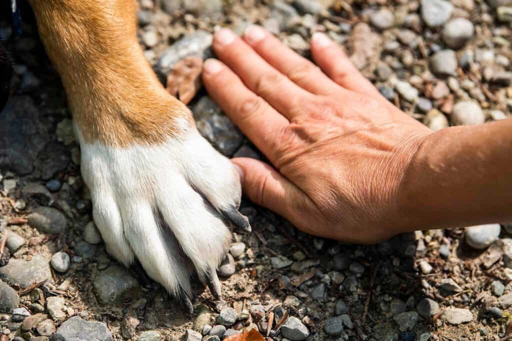 Hand mit Hundepfote