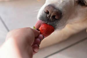 Mehr über den Artikel erfahren Dürfen Hunde Erdbeeren essen?