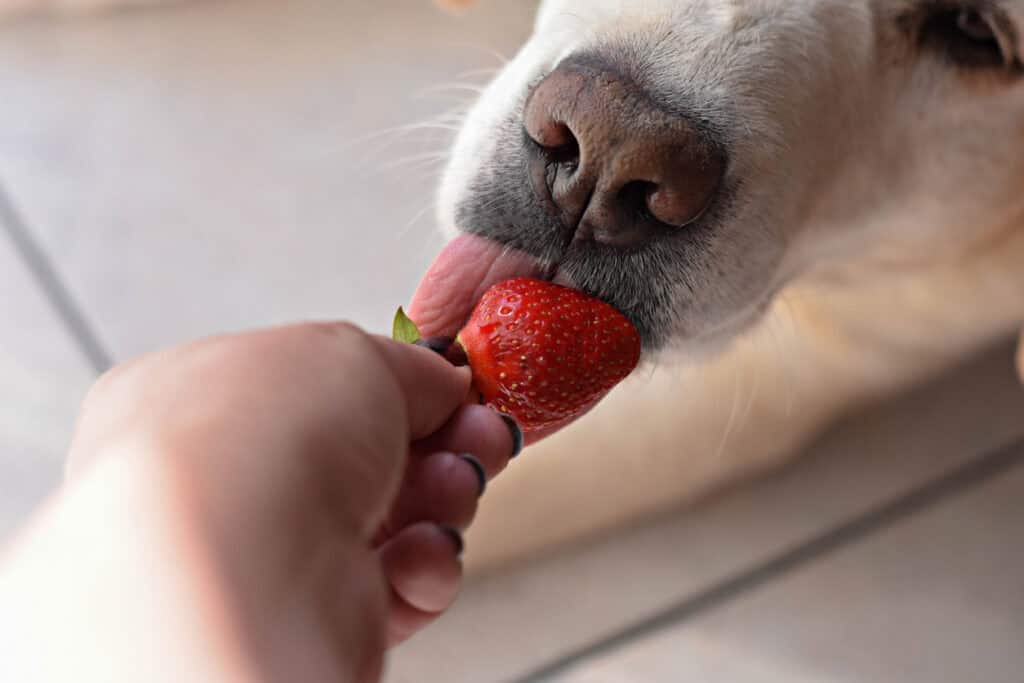 Du betrachtest gerade Dürfen Hunde Erdbeeren essen?