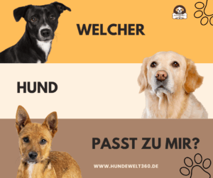 Mehr über den Artikel erfahren Welche Hunderasse passt zu mir? Der ultimative Guide + Quiz