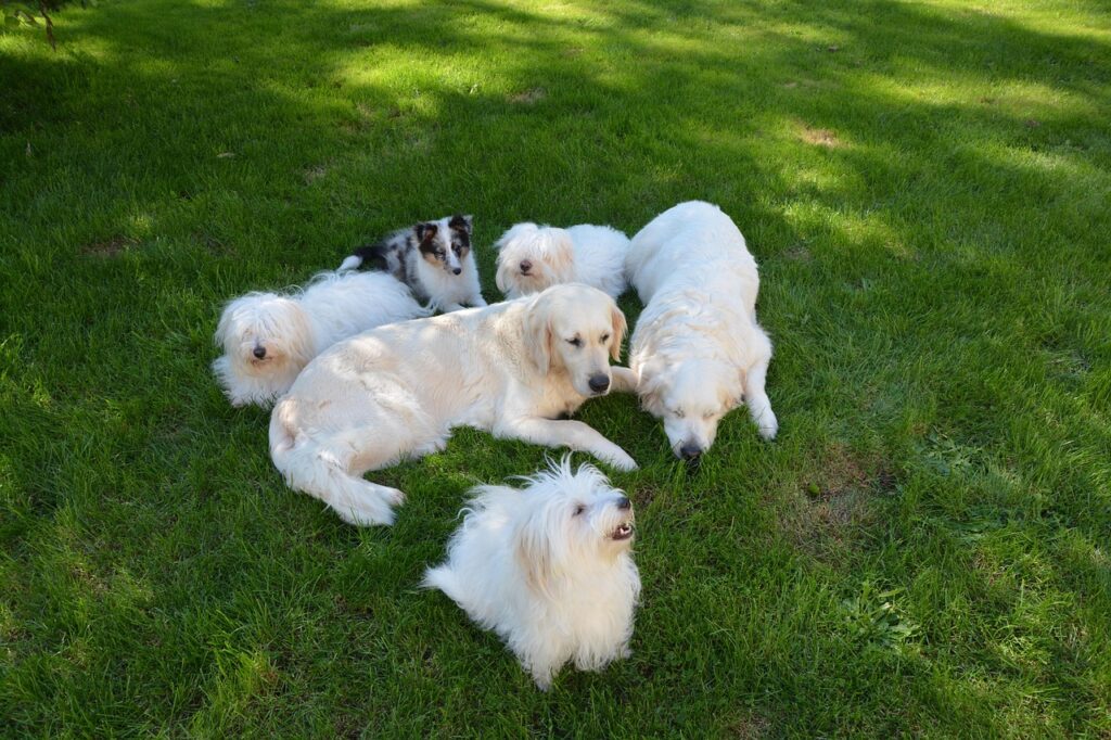 Mehrere Hunde auf Wiese