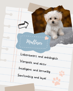 Malteser Steckbrief