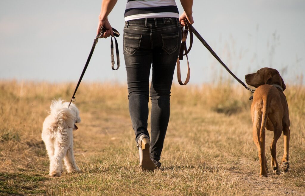 Mensch läuft mit zwei Hunden an der Leine