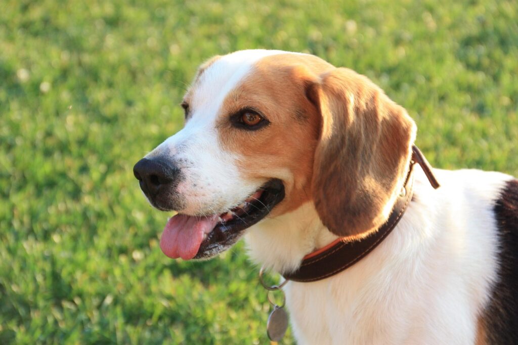Beagle Hund