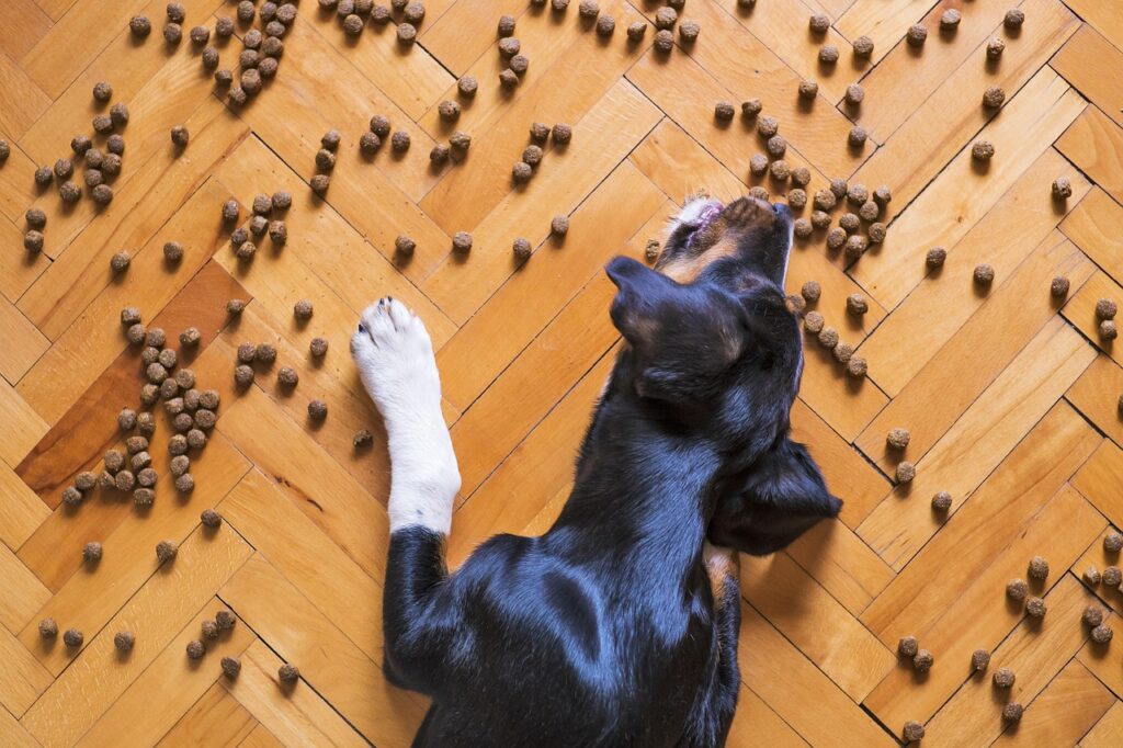 Hund frisst sein Futter