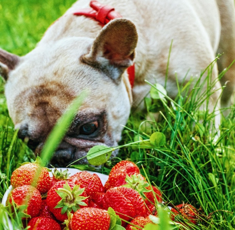 Mehr über den Artikel erfahren Dürfen Hunde Erdbeeren essen?