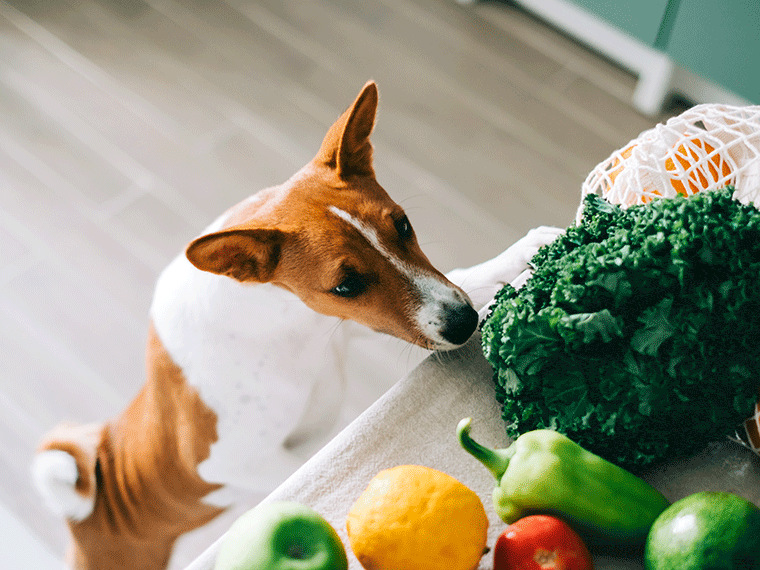 Hund mit Gemüse