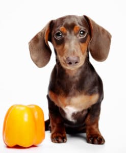Dürfen Hunde Paprika essen
