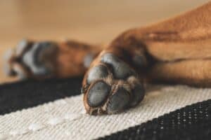 Mehr über den Artikel erfahren Hunde Pfotenpflege selber machen – DIY-Pfotenbalsam