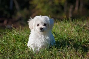 Mehr über den Artikel erfahren Malteser Steckbrief: Der liebenswerte kleine Wolkenhund