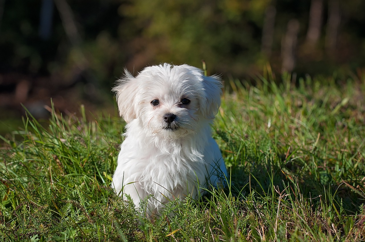 Du betrachtest gerade Malteser Steckbrief: Der liebenswerte kleine Wolkenhund