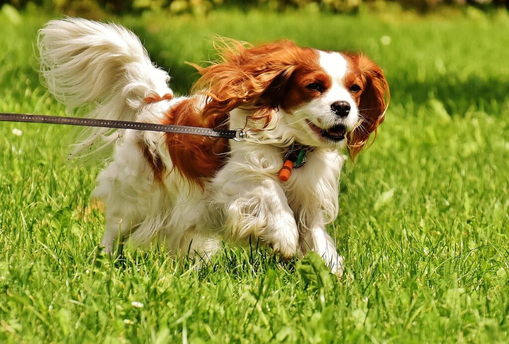 Cavalier King Charles Spaniel rennt auf Wiese
