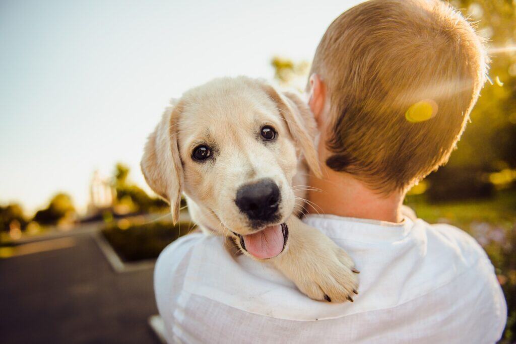 Süßer Labrador-Welpe wird von seinem Besitzer im Freien gehalten, im Sonnenuntergang, fröhlich und niedlich, perfekt für Hundeliebhaber, Haustierpflege und Tierwissen.