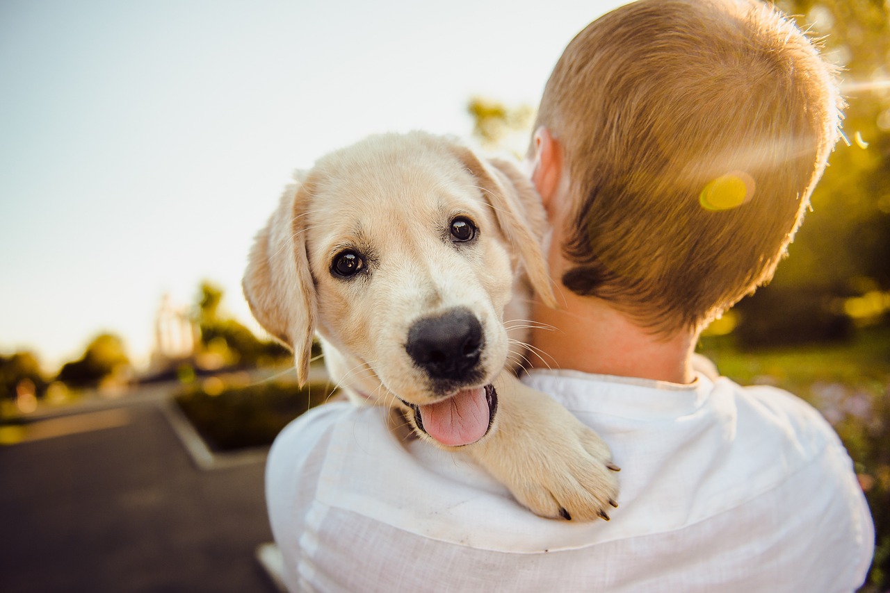 Du betrachtest gerade Pflegeleichte Hunde für Anfänger: Die 7 besten Rassen