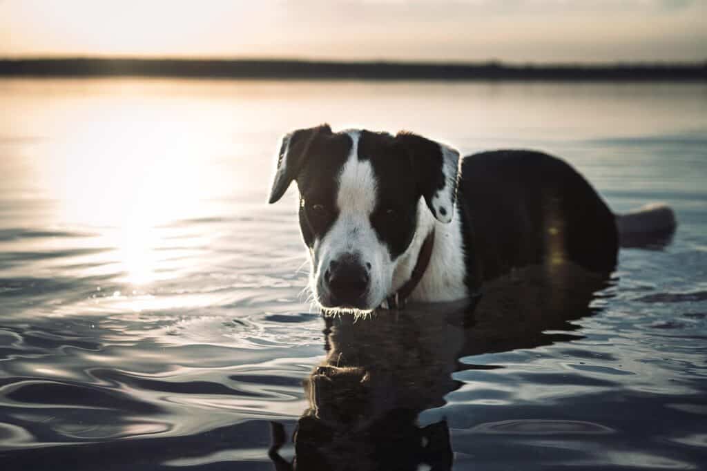 Hund badet im See