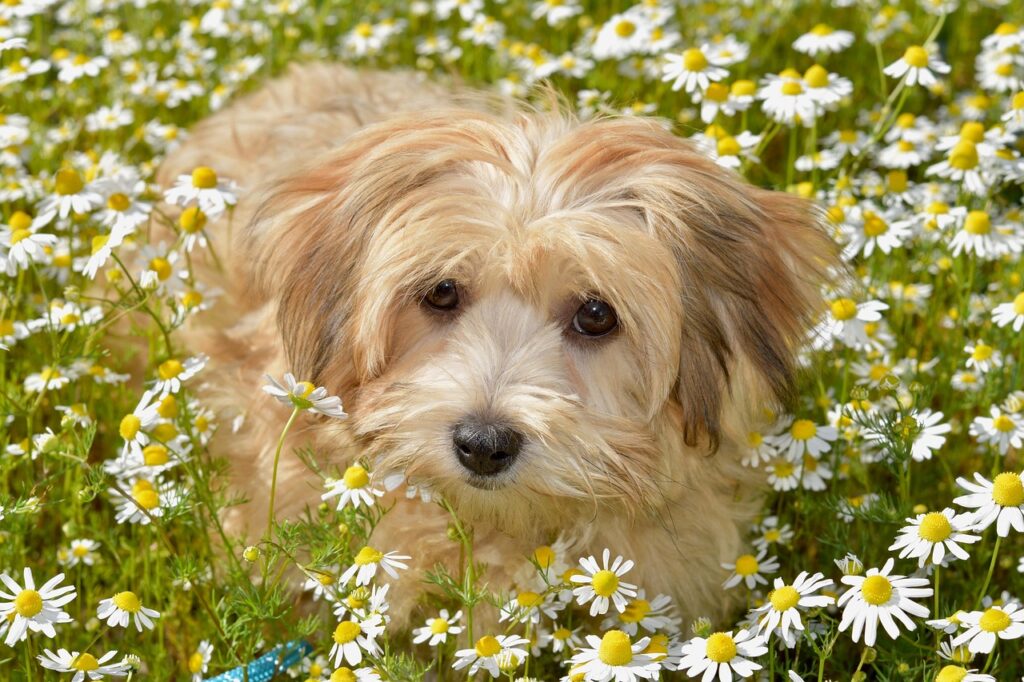 Pflegeleichter Hund für Anfänger Havaneser auf Blumenwiese