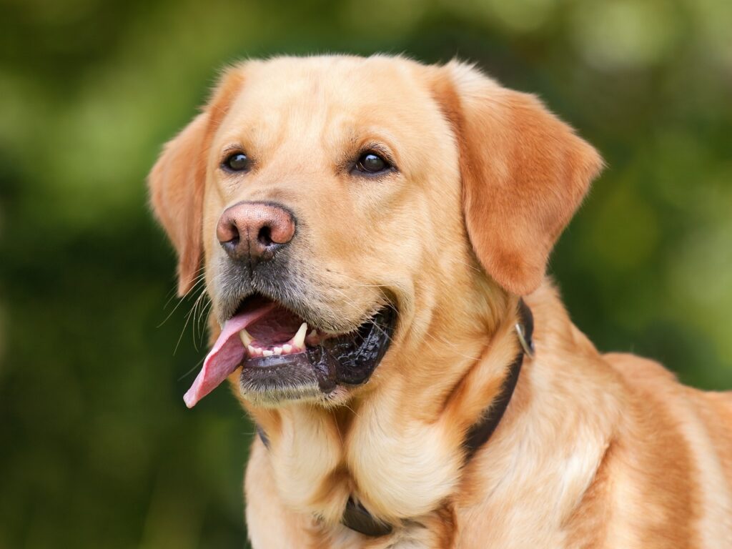 Pflegeleichter Hund für Anfänger Labrador Retriever