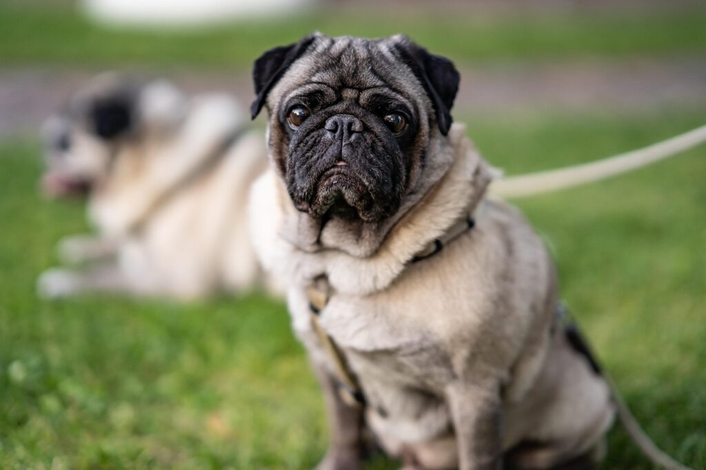 Pflegeleichter Hund für Anfänger Mops auf einer Wiese