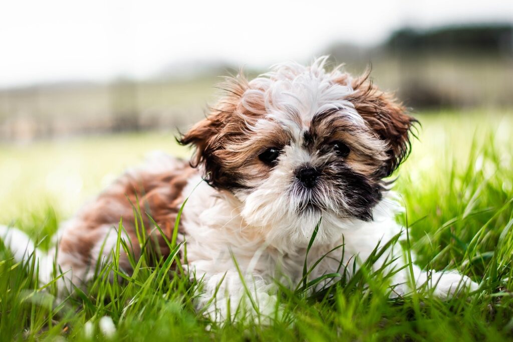 Shih Tzu liegt auf Wiese