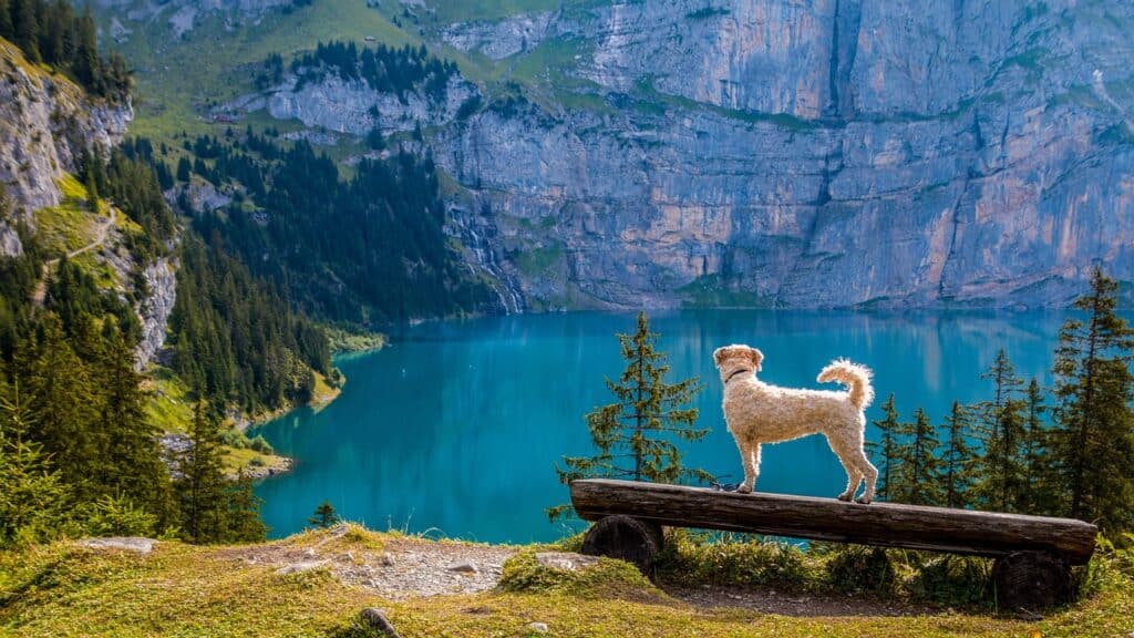 Hund steht vor einem See mit Gebirge