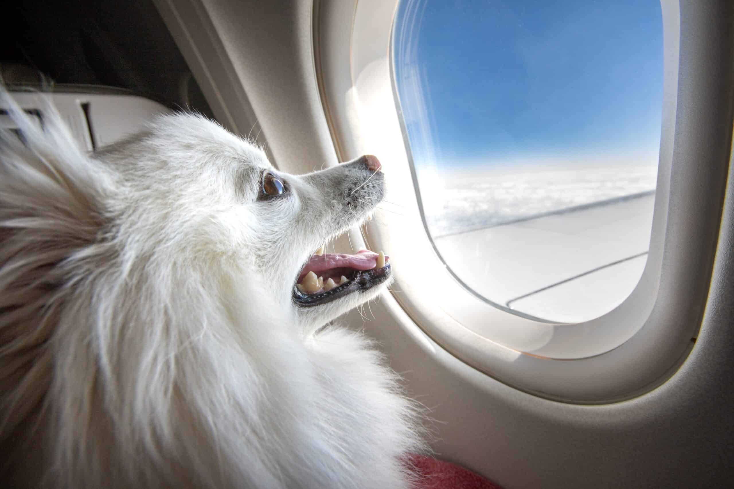 Mehr über den Artikel erfahren Fliegen mit Hund in der Kabine bis 10 kg: Alles was du wissen musst