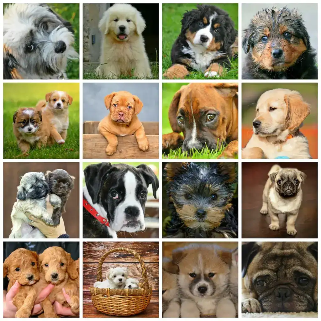 Hunde Welpen Collage, süße kleine Hunde in verschiedenen Rassen und Farben, für Hundeliebhaber und Tierfans, Hundewelt360.